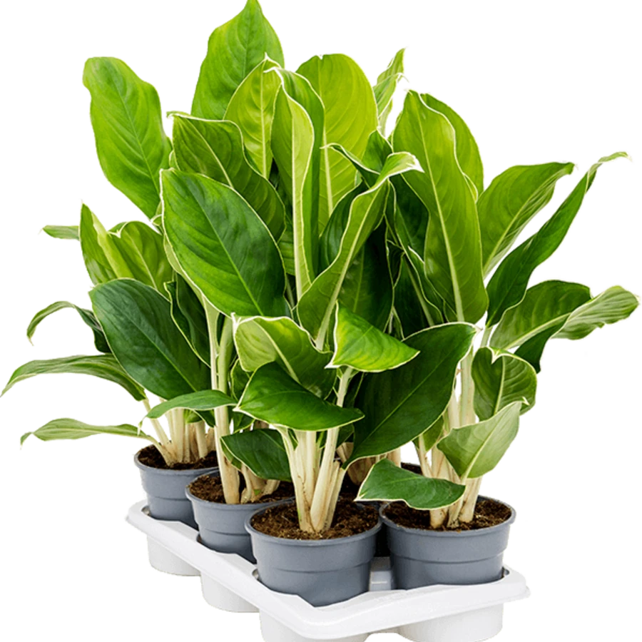 Аглаонема Чинто Кинг Aglaonema Cintho King