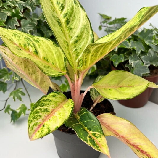 Аглаонема Шартрез Прити Aglaonema Chartreuse Pretty