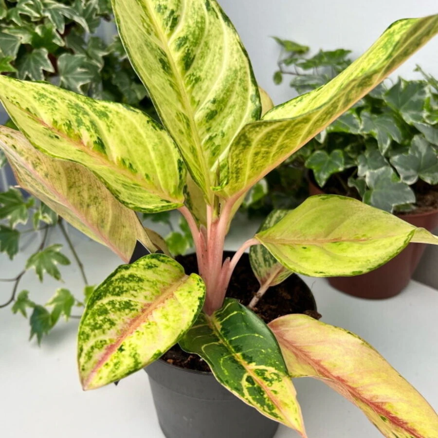 Аглаонема Шартрез Прити Aglaonema Chartreuse Pretty