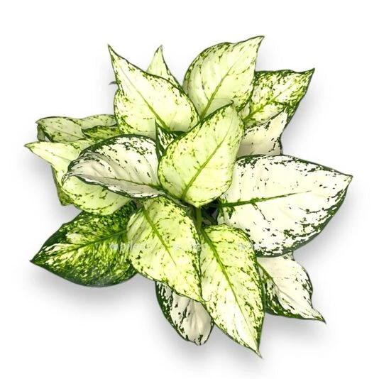 Аглаонема Эйлин Aglaonema Eileen