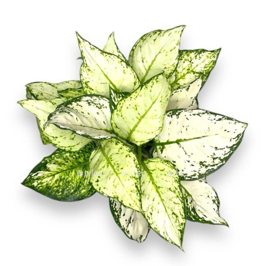 Аглаонема Эйлин Aglaonema Eileen