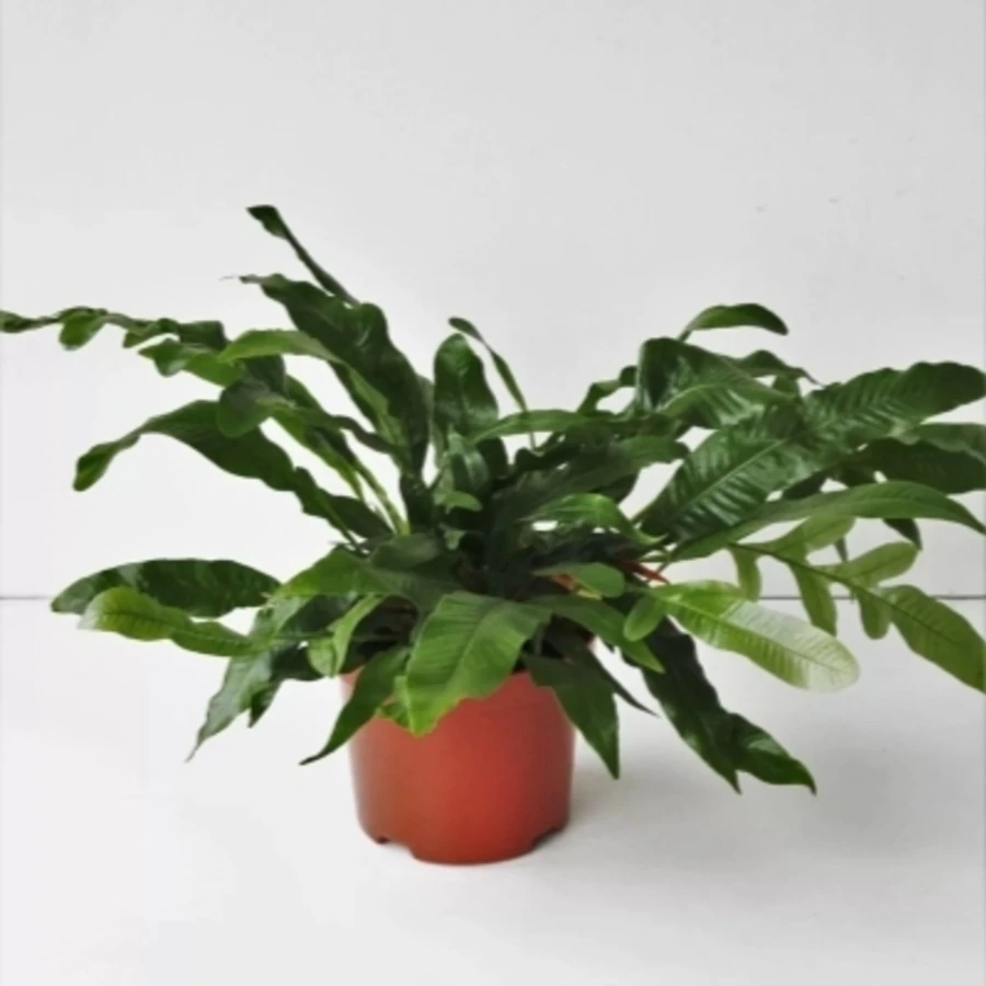 Аглаоморфа Aglaomorpha