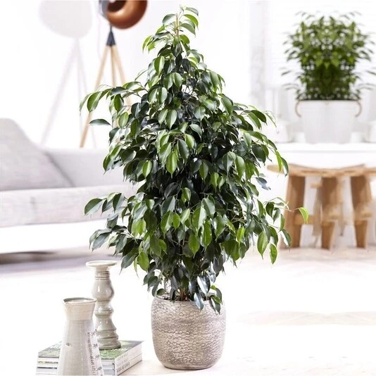 Фикус Бенджамина Данита Ficus Benjamina Danita