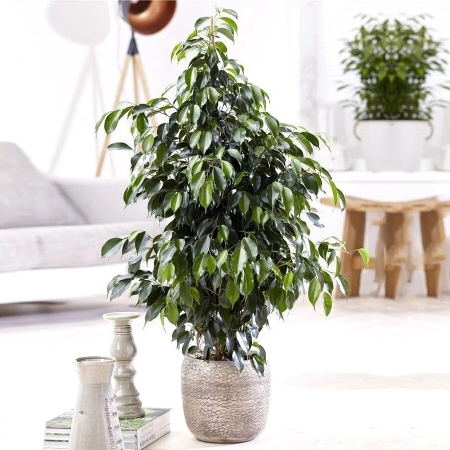 Фикус Бенджамина Данита Ficus Benjamina Danita
