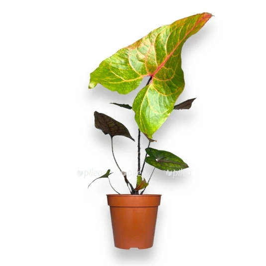 Алоказия Блэк Джек  Alocasia Black Jack