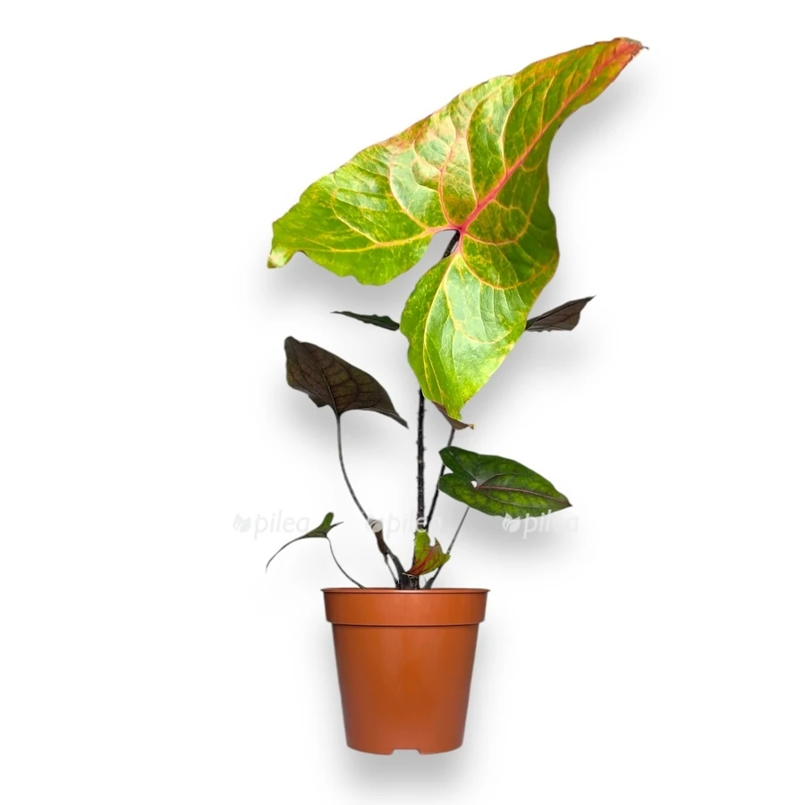 Алоказия Блэк Джек  Alocasia Black Jack