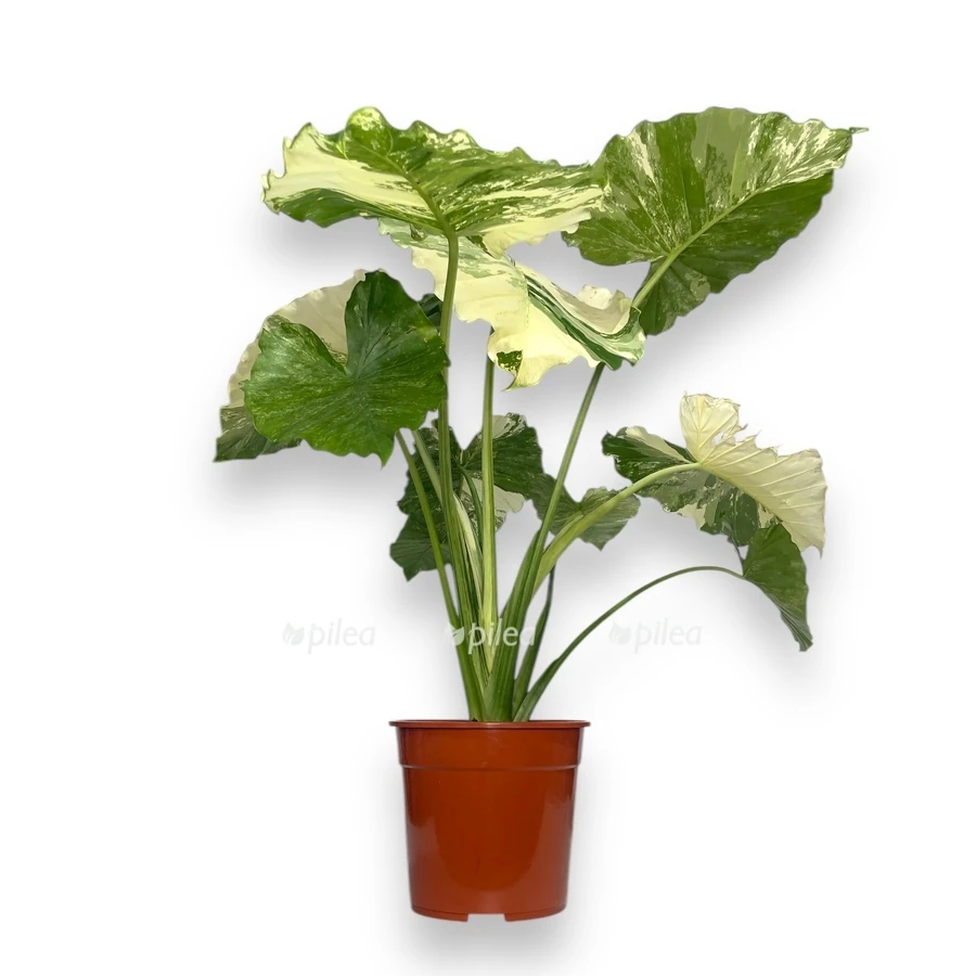 Алоказия Гагеана  Вариегатная Alocasia gageana variegated