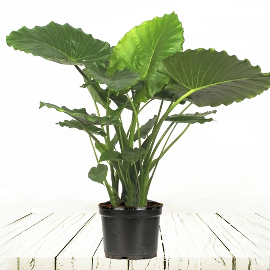 Алоказия Гагеана Калифорния Alocasia gageana  California