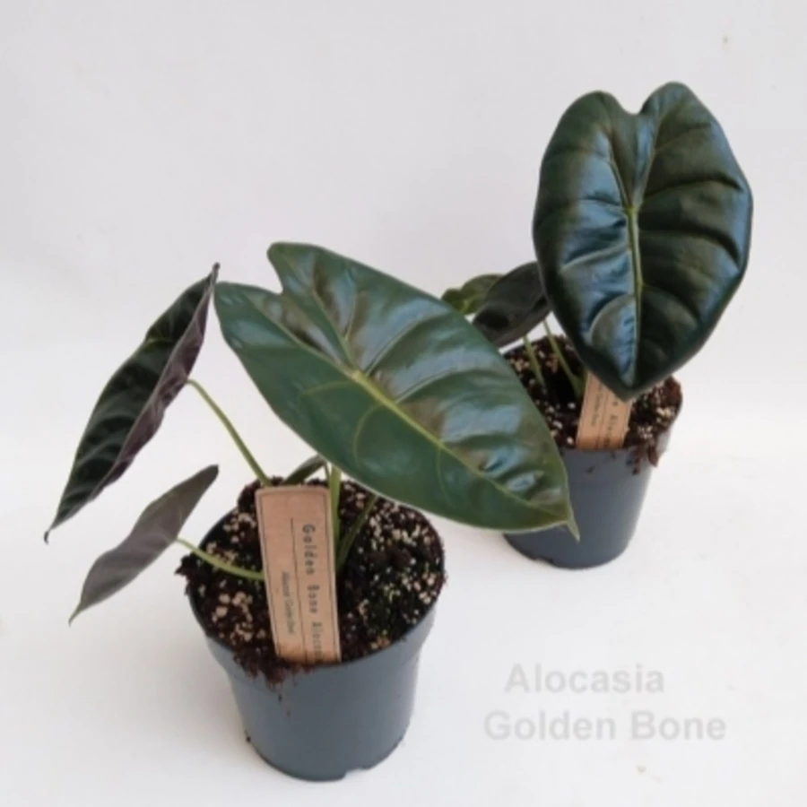 Алоказия Голден Бонни Alocasia Golden Bone