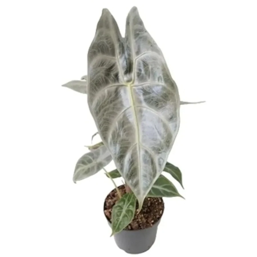 Алоказия Лонгилоба Пурпл Alocasia Longiloba Purple