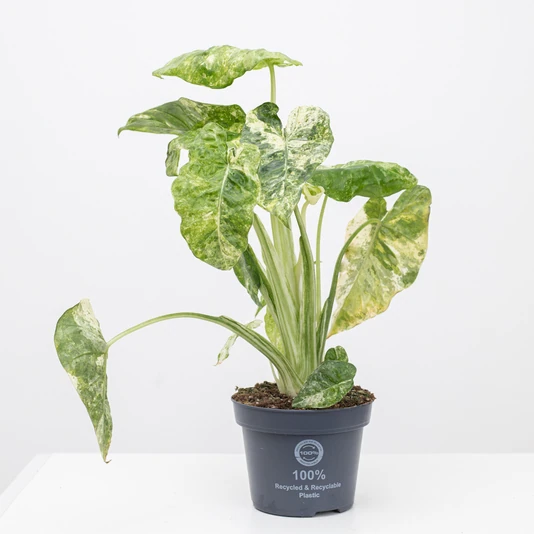 Алоказия Макрориза Камуфляж Alocasia Macrorrhiza Camouflage