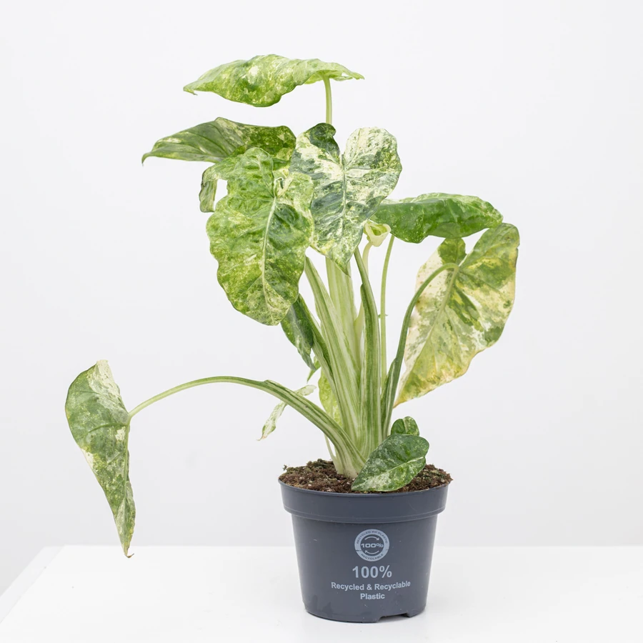 Алоказия Макрориза Камуфляж Alocasia Macrorrhiza Camouflage