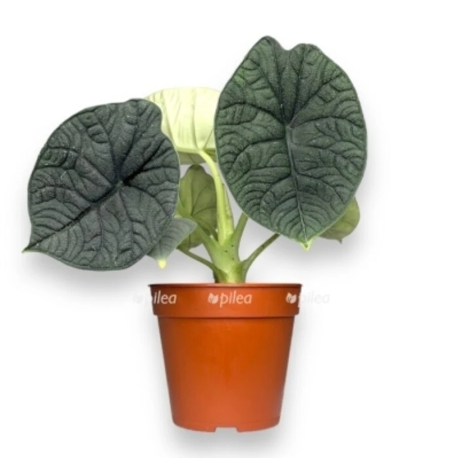 Алоказия Мело Alocasia Melo