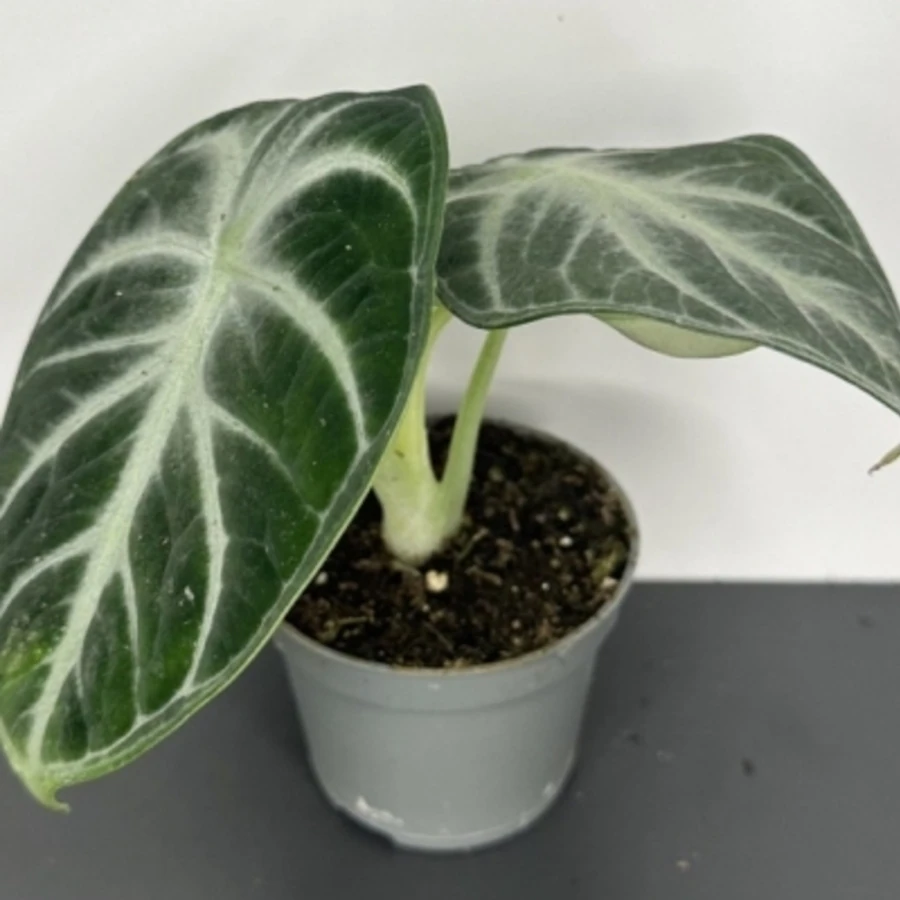 Алоказия Ниндзя Alocasia Ninja