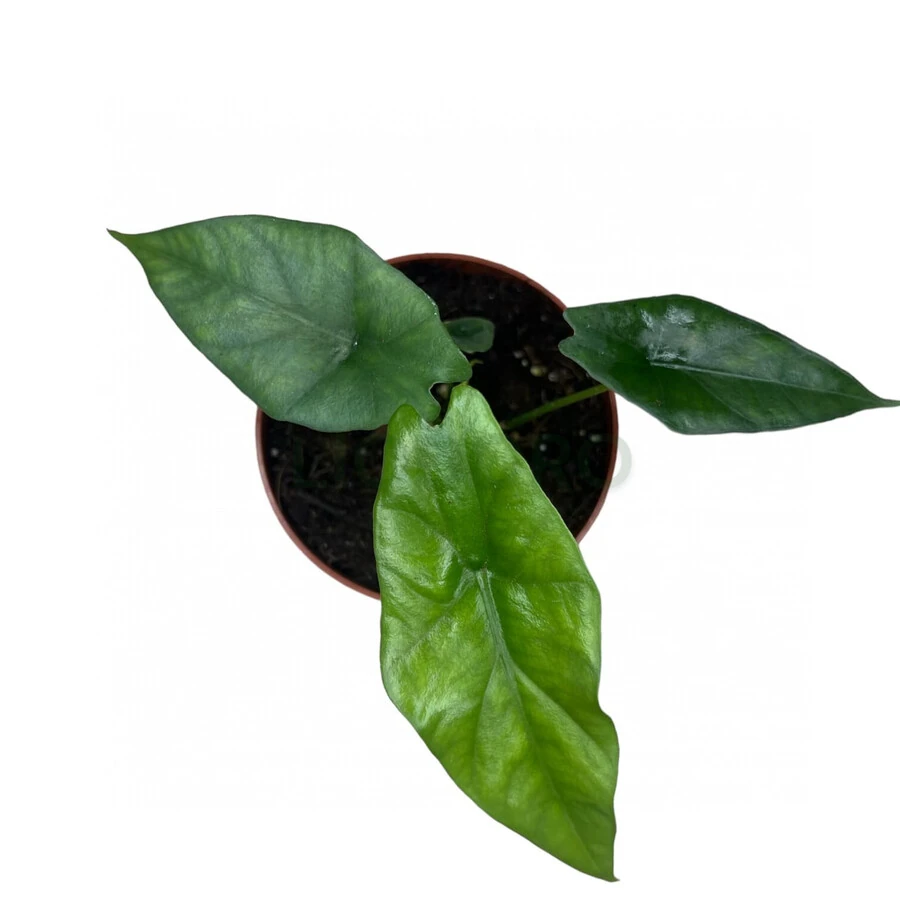 Алоказия Симпо Alocasia Simpo