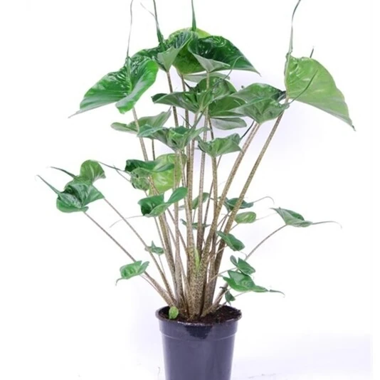 Алоказия Стингрей Alocasia Stingray