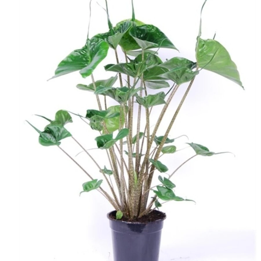 Алоказия Стингрей Alocasia Stingray