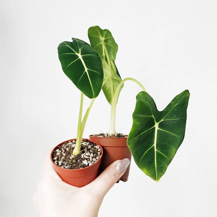 Алоказия Фрайдек Alocasia Micholitziana Frydek