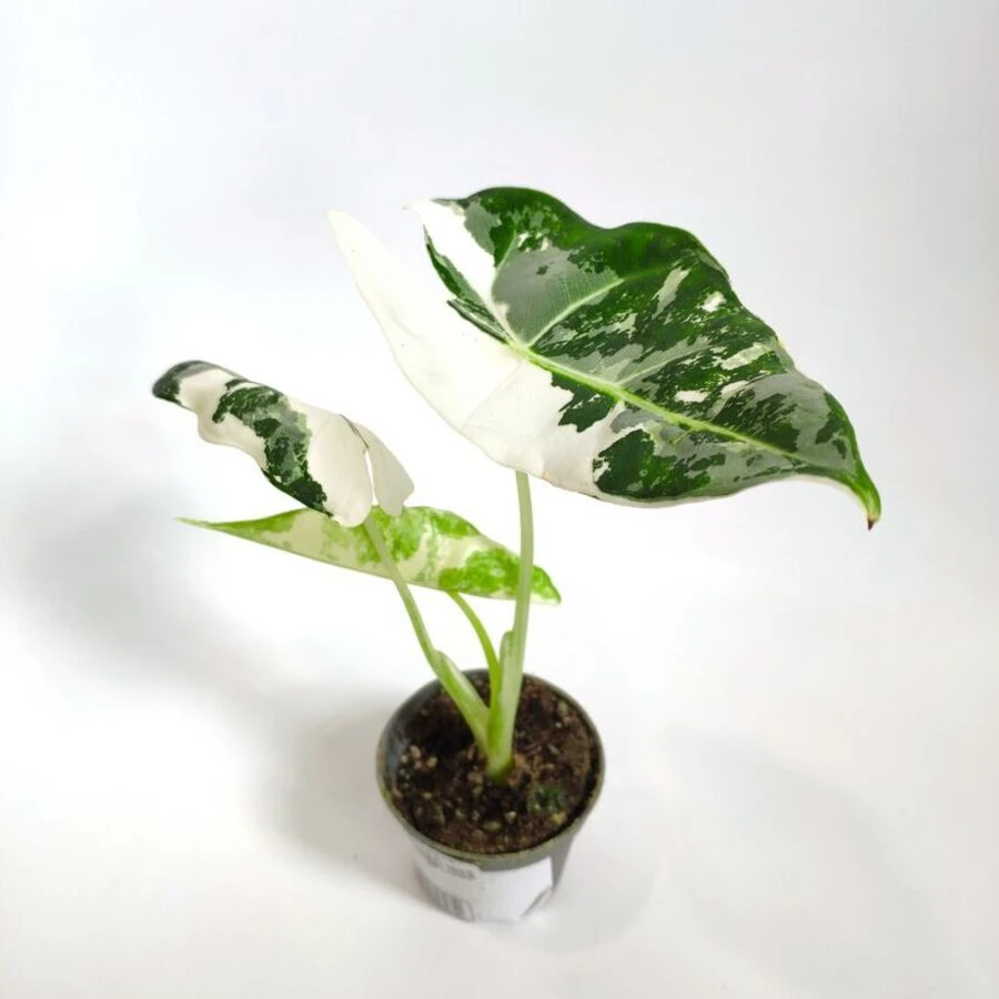 Алоказия Фрайдек Вариегата Alocasia Frydek Variegata