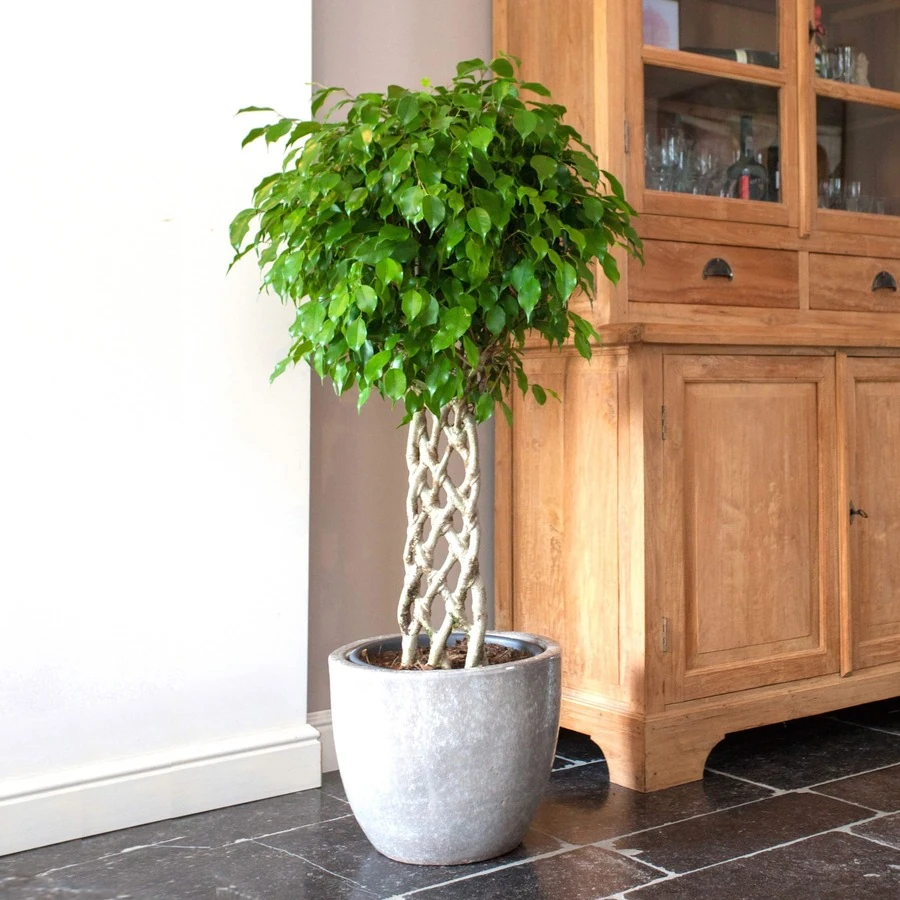 Фикус Бенджамина Экзотика решетка Ficus Benjamina Exotica Mat