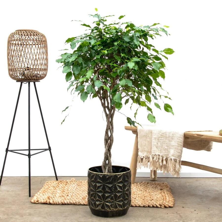 Фикус Бенжамина Экзотика переплет Ficus Benjamina Exotica Twisted Stem
