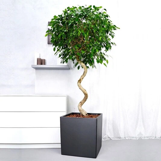 Фикус Бенжамина Экзотика спираль Ficus Benjamina Exotica Spiral