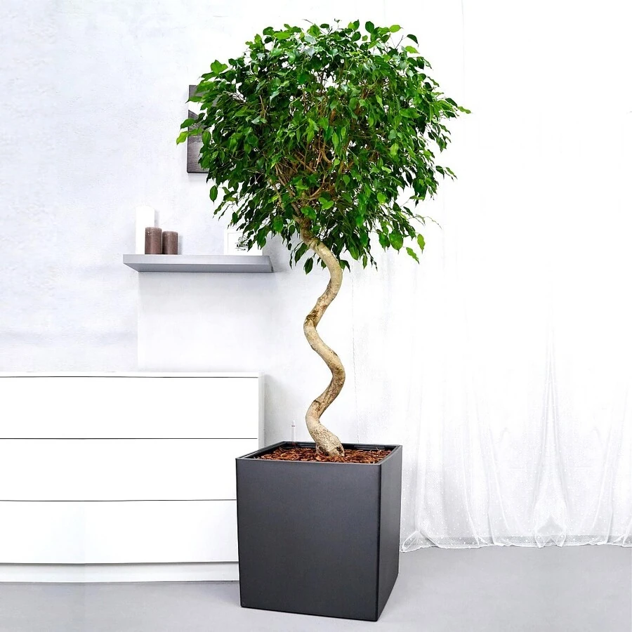 Фикус Бенжамина Экзотика спираль Ficus Benjamina Exotica Spiral