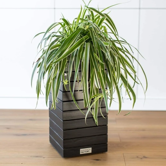 КАШПО MAXPLANTER PARIS (ПАРИЖ) АРТ. PS-11010