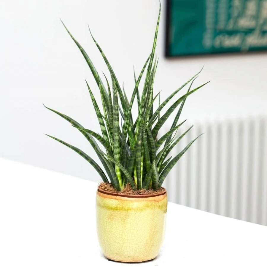 Сансевиерия Фернвуд Панк Sansevieria Fernwood Punk