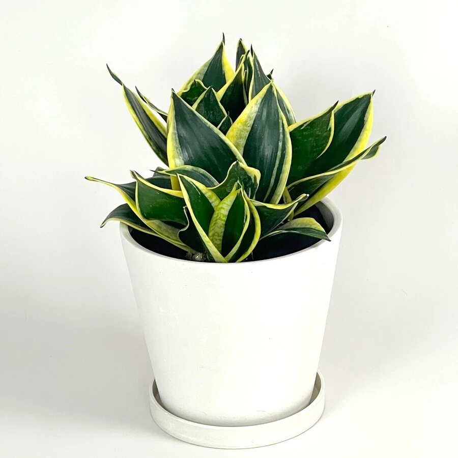 Сансевиерия Голден Ханни Блэк Sansevieria Golden Hahnii Black