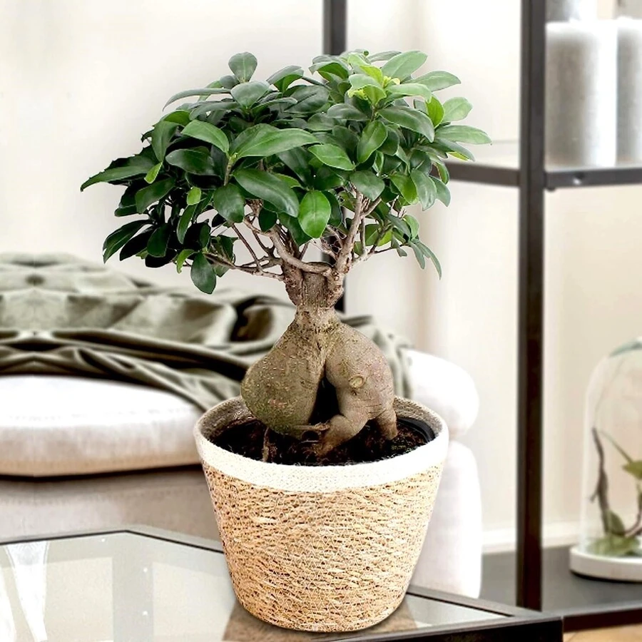 Фикус Микрокарпа Гинсенг в эко-кашпо Ficus Microcarpa Ginseng