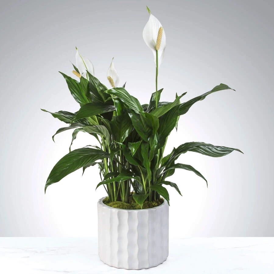 Спатифиллум Перл Spathiphyllum Perl