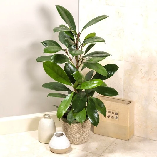 Фикус Циатистипула Ficus Cyathistipula