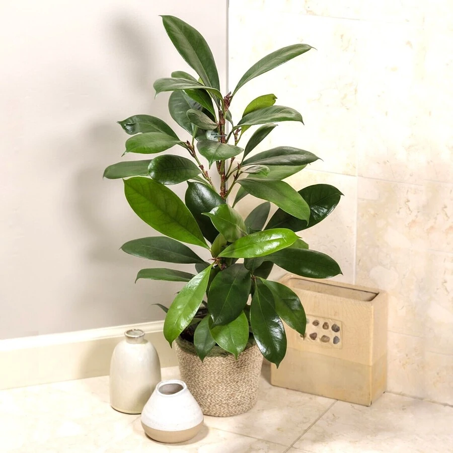 Фикус Циатистипула Ficus Cyathistipula