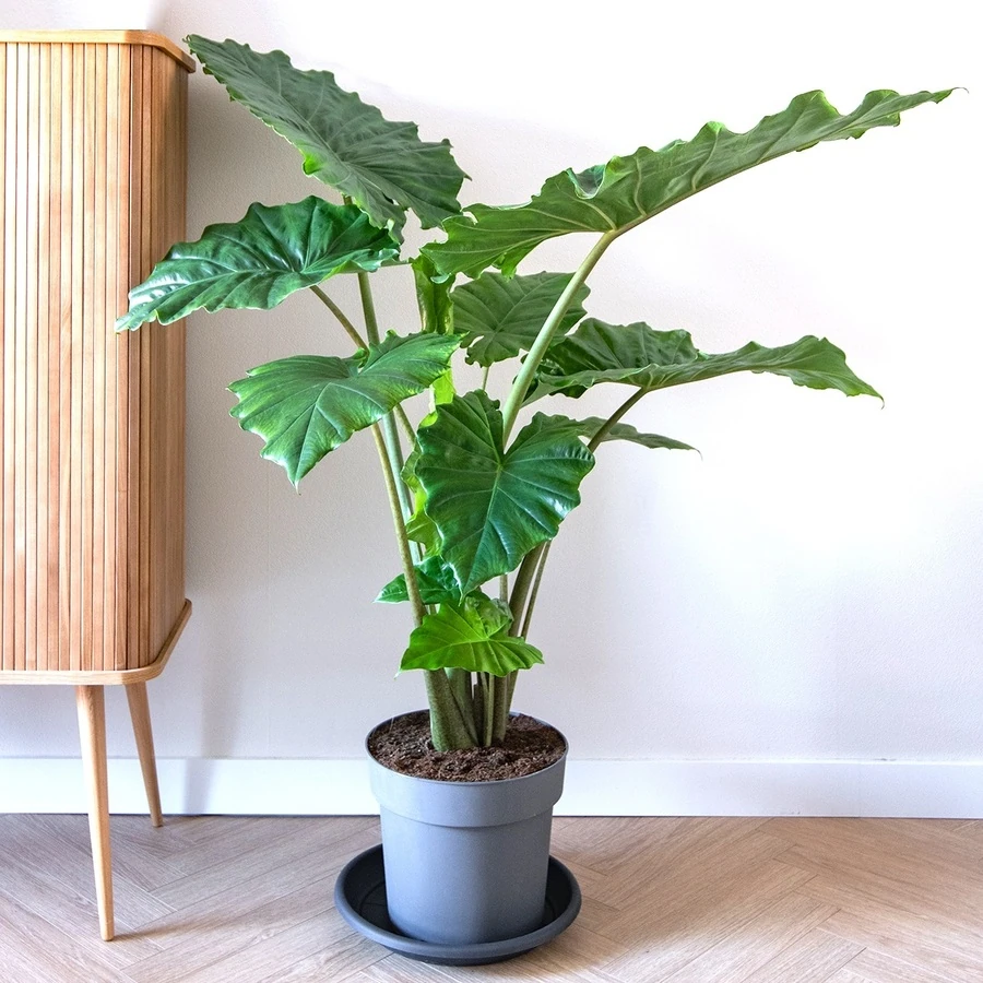 Алоказия Портодора Alocasia Portadora