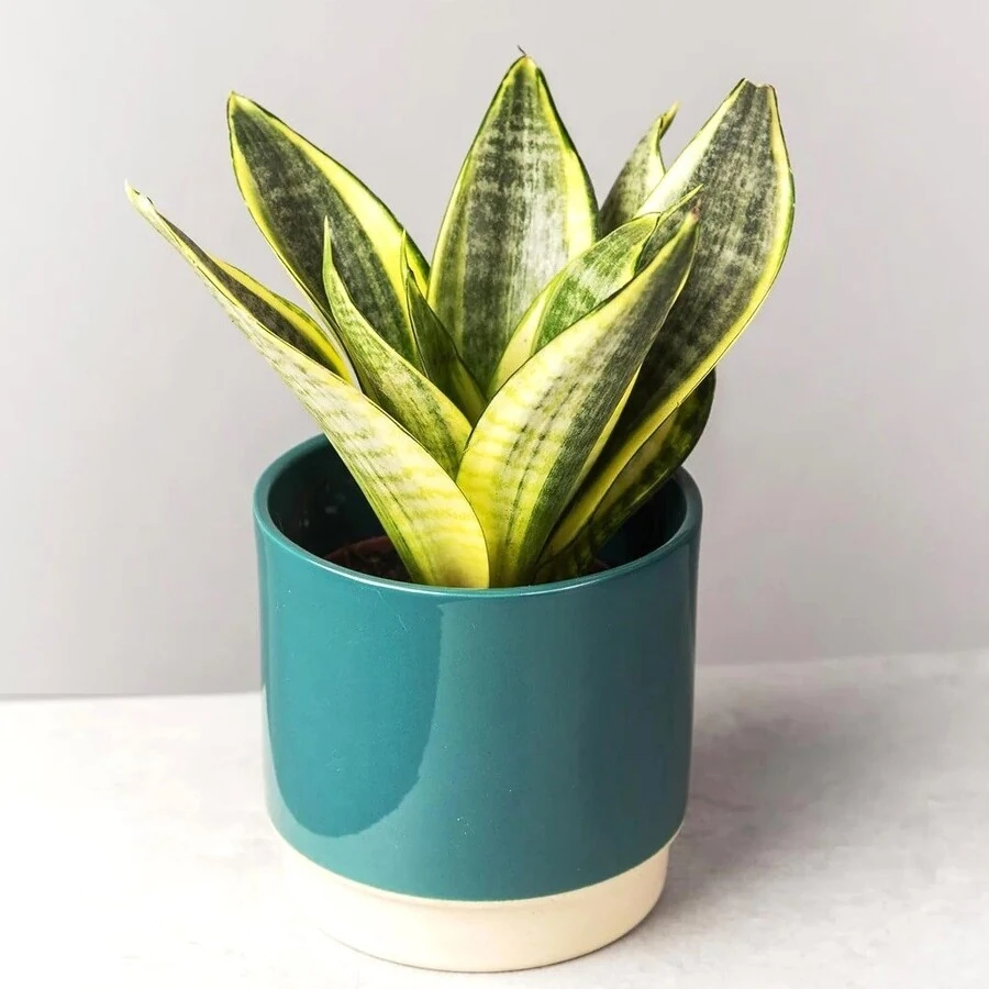 Сансевиерия Голден Ханни Sansevieria Golden Hahnii