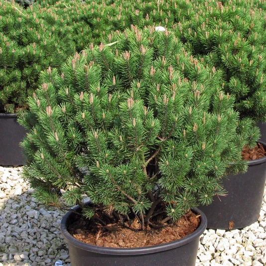 Сосна горная «Мопс» Pinus mugo Mops