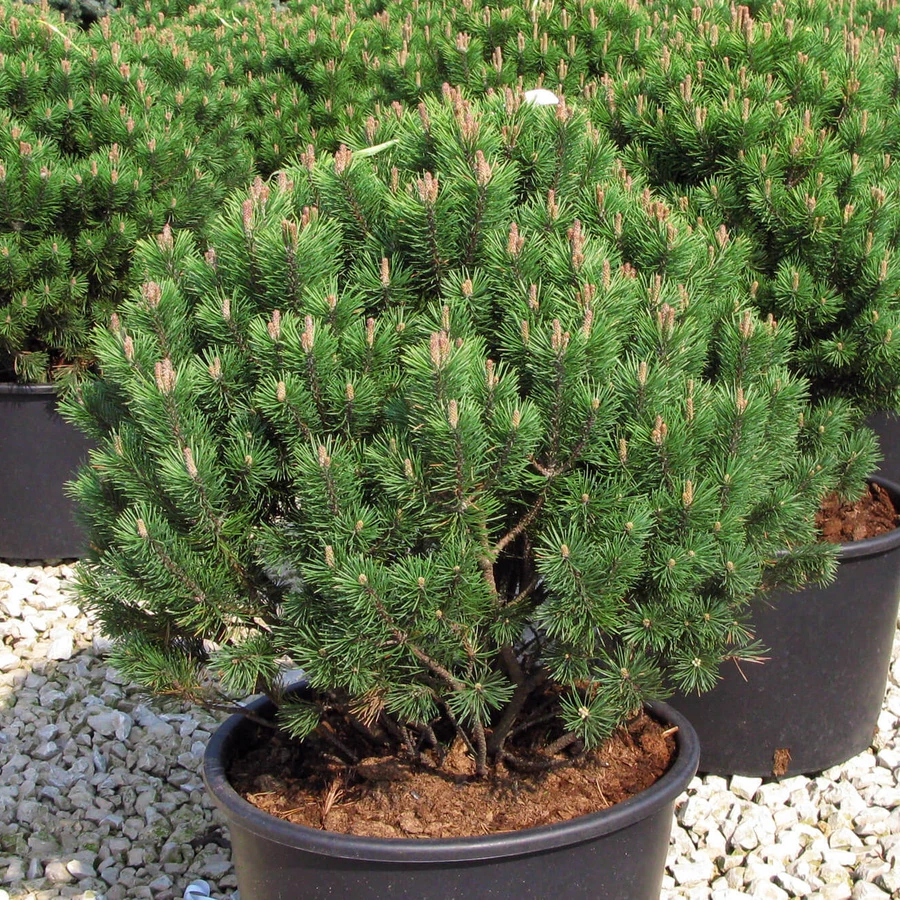 Сосна горная «Мопс» Pinus mugo Mops