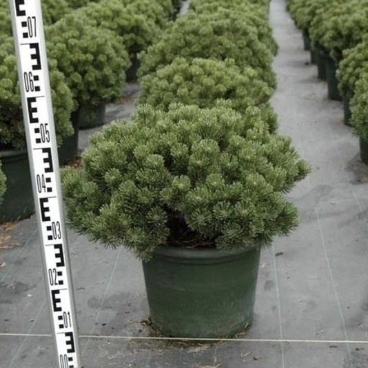 Сосна горная «Хампи» Pinus mugo Humpy