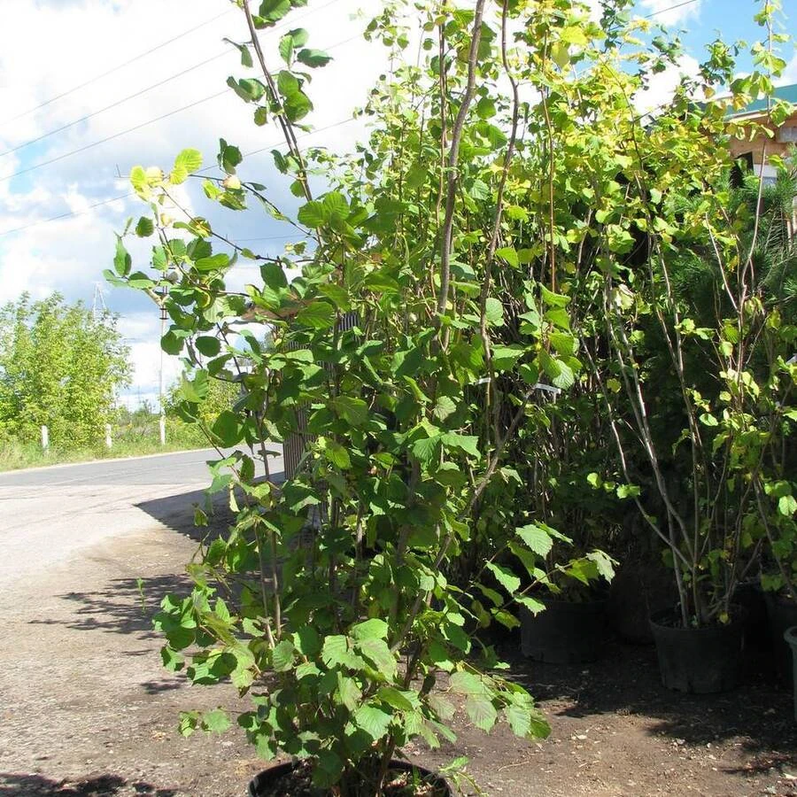 Лещина обыкновенная  Corylus avellana
