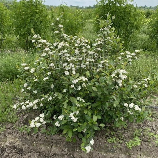 Арония Мичурина (Арония черноплодная)