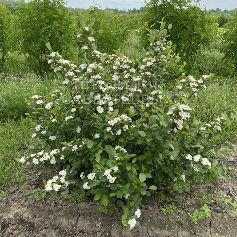 Арония Мичурина (Арония черноплодная)
