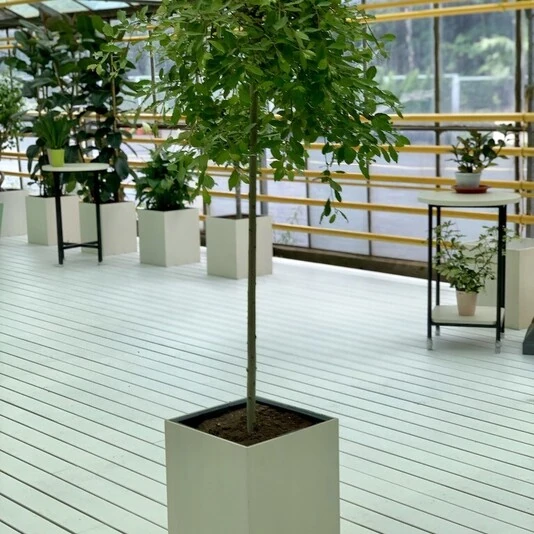 Ива козья Salix caprea