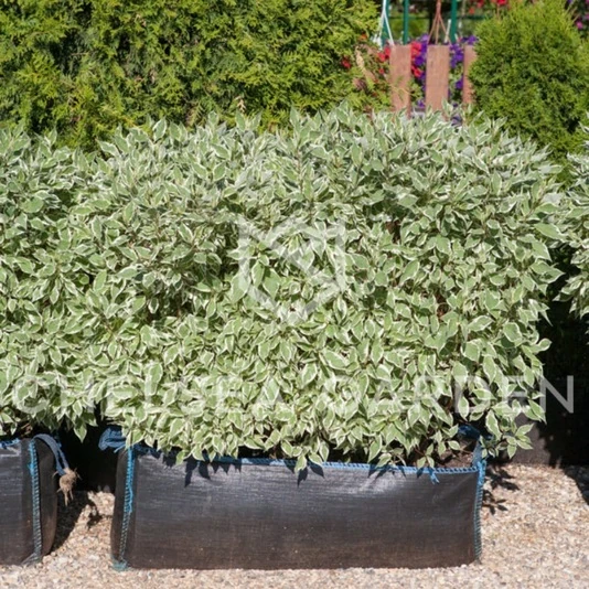Дерен белый "Elegantissima" Cornus alba 'Elegantissima