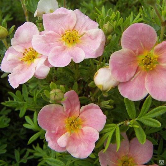 Лапчатка кустарниковая "Pink Wisper"
