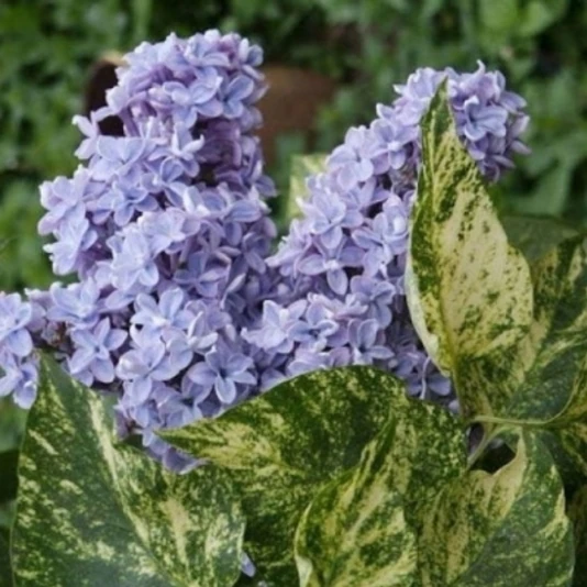 Сирень обыкновенная "Aucubaefolia"