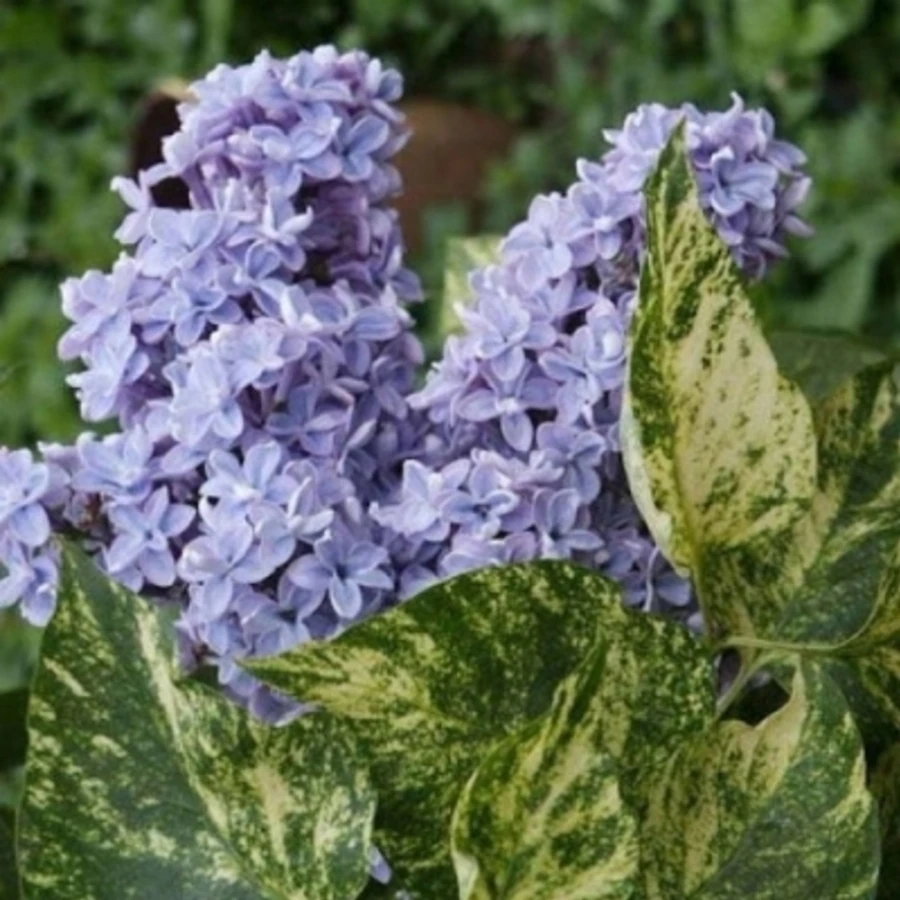 Сирень обыкновенная "Aucubaefolia"