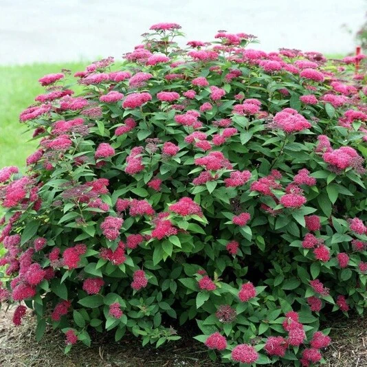 Спирея японская "Froebelii"