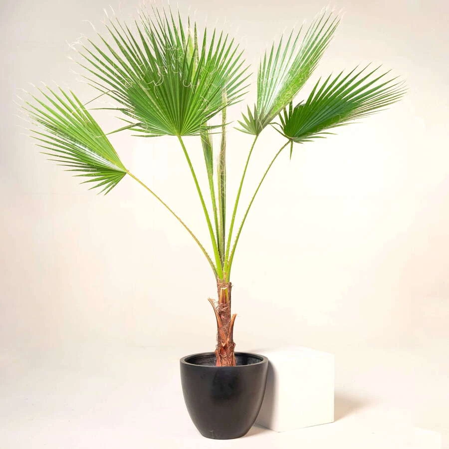 Вашингтония Робуста Washingtonia Robusta
