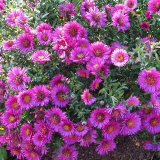 Астра кустарниковая "Pink Beauty"